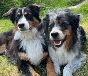 Die Hunde Lisbeth und Marley